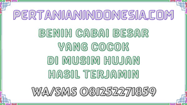 Benih Cabai Besar Yang Cocok Di Musim Hujan Hasil Terjamin